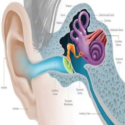 inner ear and physical trauma